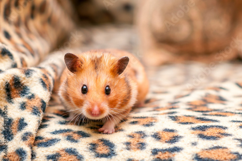 Syrian hamster (Mesocricetus auratus) Golden hamster
