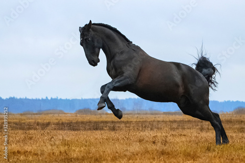 Black andalusian (P.R.E) stallion rearing in a yellow field with blue sky in the background. Animal in motion. © aurency