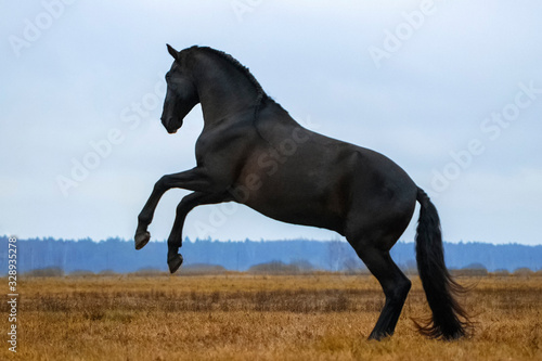 Obraz na płótnie Black andalusian (P.R.E) stallion rearing in a yellow field with blue sky in the background. Animal in motion. w salonie