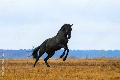 Black andalusian (P.R.E) stallion rearing in a yellow field with blue sky in the background. Animal in motion.