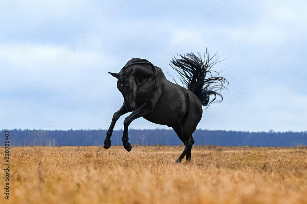 Black andalusian (P.R.E) stallion galloping in a yellow field with blue sky in the background. Animal in motion.