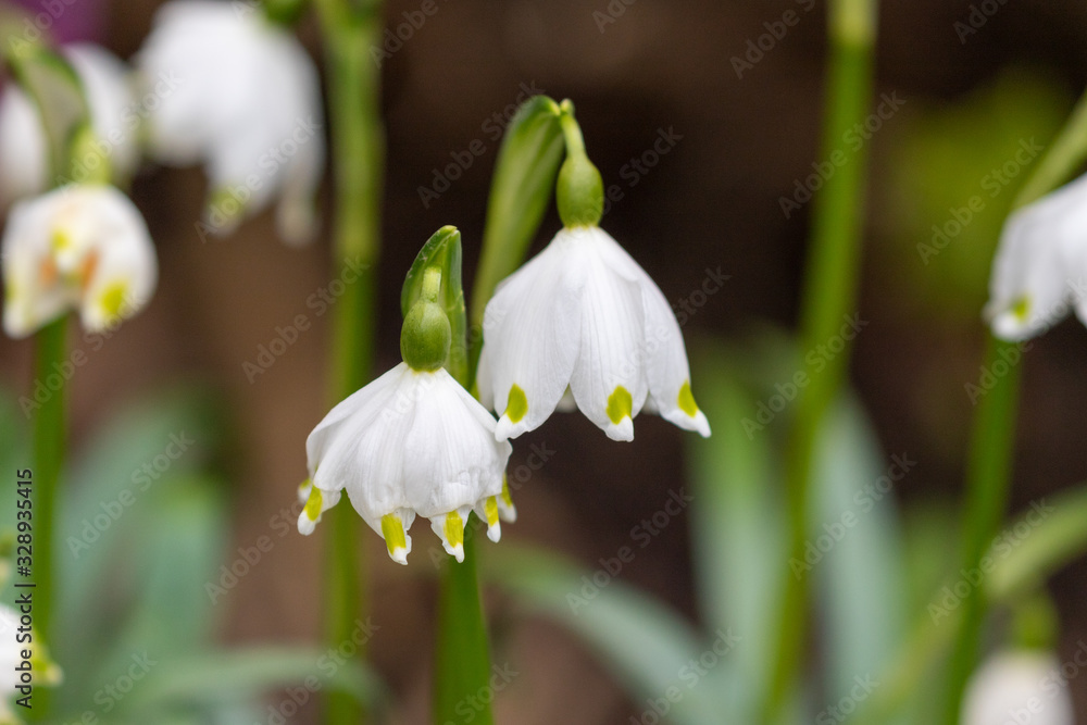 Pair of white white blooming spring snowflake plants as spring flowers in the garden in march Pair of white white blooming spring snowflake plants as spring flowers in the garden in march
