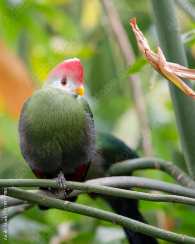 Red Crested Turaco Perced in a Tree photo