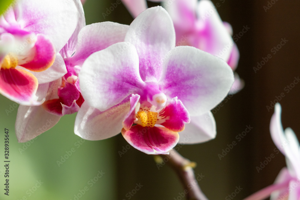 Fototapeta premium Zamknij się zdjęcie białego i różowego kwiatu orchidei Phalaenosps