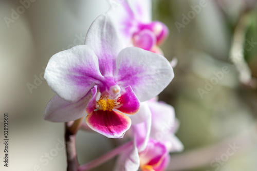 Fototapeta Naklejka Na Ścianę i Meble -  Close up of a colorful blooming phalaenopsis orchid
