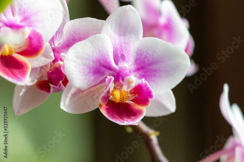 Close up photo of the white and pink blossom of a phalaenosps orchid 