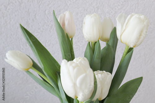 White tulips on the grey background  close-up.