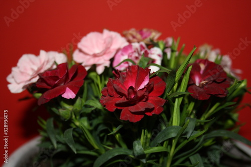 flower, rose, red, bouquet, nature, pink, roses, flowers, beautiful, floral, garden, isolated, white, green, plant, love, blossom, petal, beauty, flora, bunch, valentine, bloom, summer, day