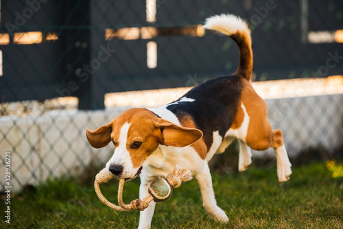 Happy beagle dog running with flying ears towards camera