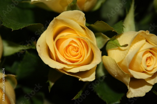 rose  flower  roses  nature  garden  pink  yellow  love  red  flowers  white  beauty  green  beautiful  bouquet  bloom  flora  plant  petals  romance  wedding  valentine  macro  floral  petal