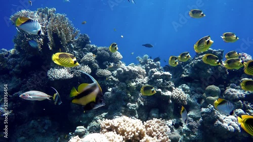 Wallpaper Mural The marine life of tropical fish. Coral reef.  Torontodigital.ca