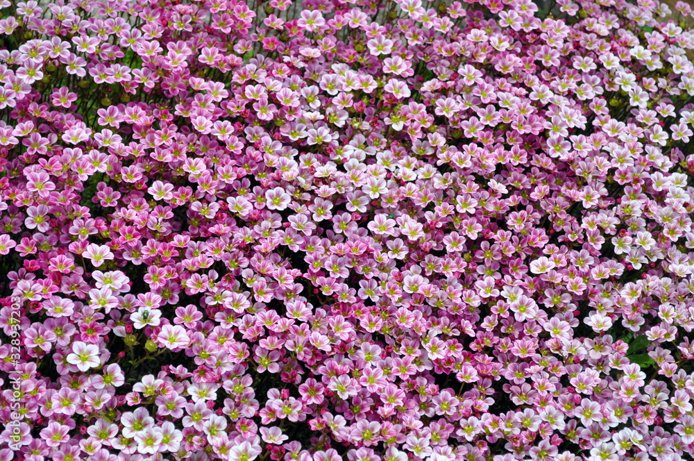 Beautiful tiny pimk flowers macro photo Beautiful tiny pimk flowers macro photo