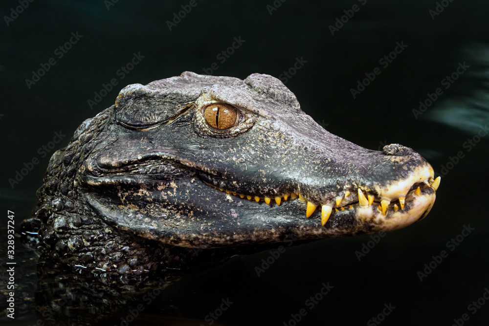 Head of a crocodile (Paleosuchus palpebrosus). Dwarf Caiman. StockFoto