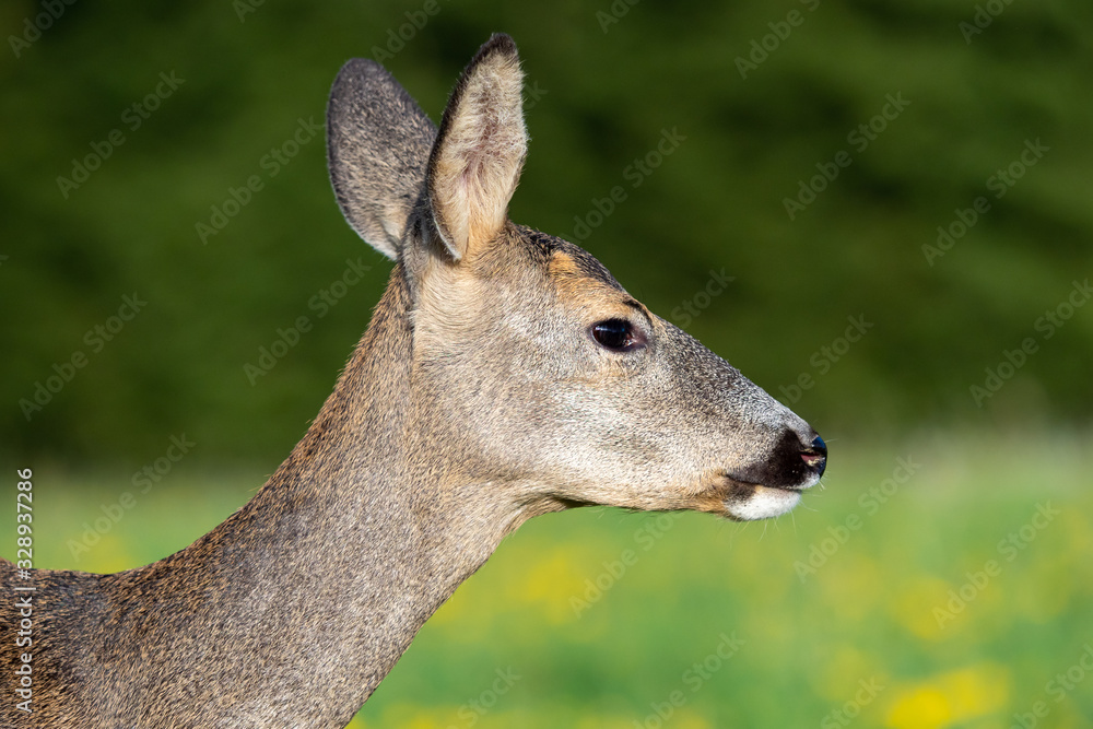 Roe deer in grass, Capreolus capreolus. Wild roe deer in nature. Roe deer in grass, Capreolus capreolus. Wild roe deer in nature.