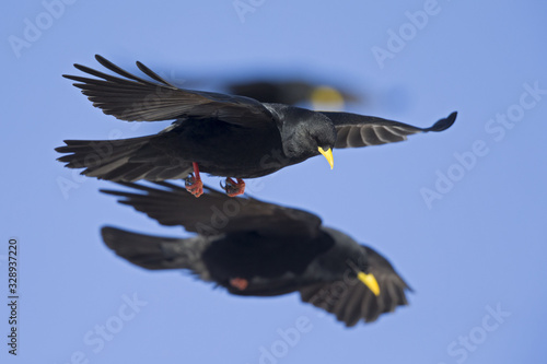 An Alpine chough soaring at high altitude in front of a blue sky in the Alps of Switserland.. 