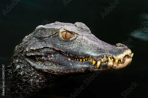 Photo Head of a crocodile (Paleosuchus palpebrosus). Dwarf Caiman.