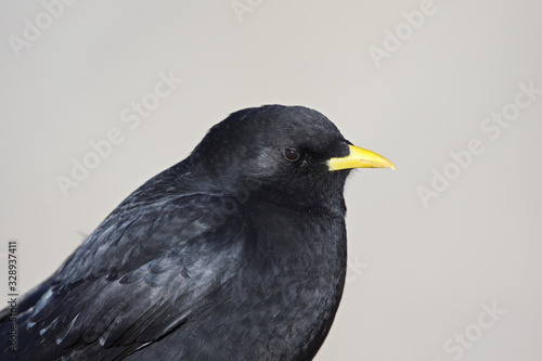 A portrait of an alpine chough perched at high altitude in the Alps of Switserland.