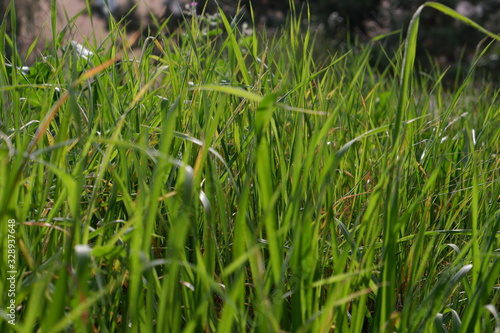 grass closer shot in sunny day