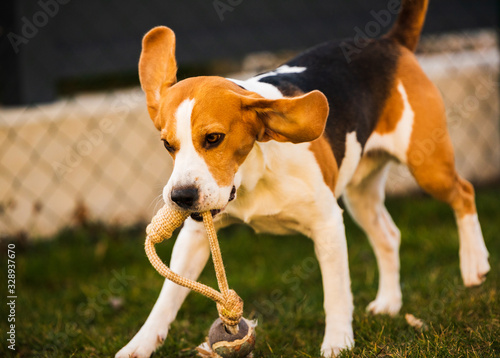Happy beagle dog running with flying ears towards camera