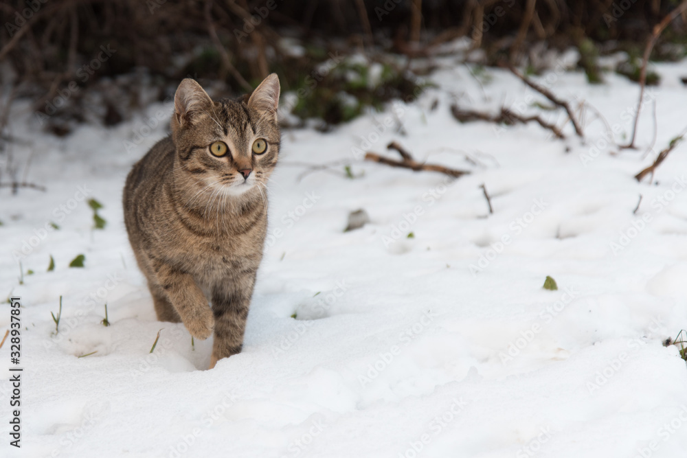 Cat in the snow on a winter walk. The cat shows its tongue. Beautiful red cat on the background of a snowy winter. Winter portrait of a red cat in the snow in the open air. Cat in the snow on a winter walk. The cat shows its tongue. Beautiful red cat on the background of a snowy winter. Winter portrait of a red cat in the snow in the open air.