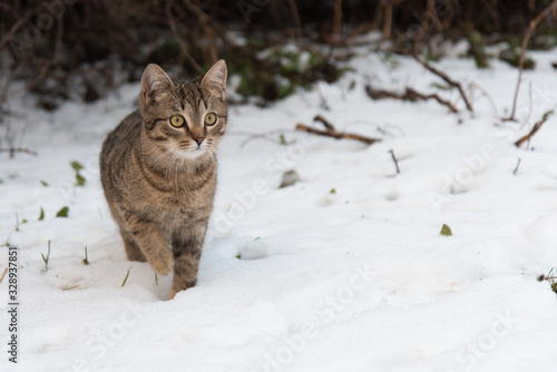 Cat in the snow on a winter walk. The cat shows its tongue. Beautiful red cat on the background of a snowy winter. Winter portrait of a red cat in the snow in the open air.