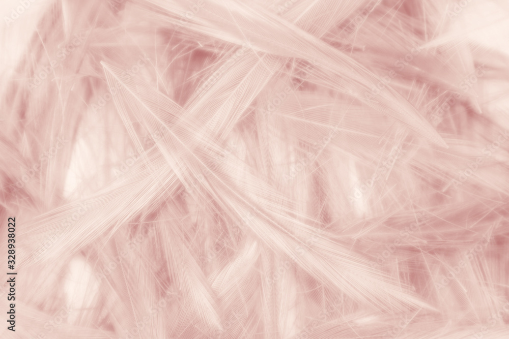 Beautiful abstract colorful white and pink feathers on white background and soft white feather texture on white pattern and light pink background valentine day Beautiful abstract colorful white and pink feathers on white background and soft white feather texture on white pattern and light pink background valentine day