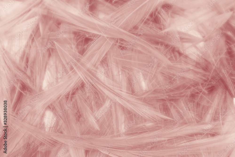 Beautiful abstract colorful white and pink feathers on white background and soft white feather texture on white pattern and light pink background valentine day Beautiful abstract colorful white and pink feathers on white background and soft white feather texture on white pattern and light pink background valentine day