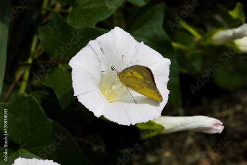 Common Yellow Butterfly eating Nectar in Flowers and Grass photo