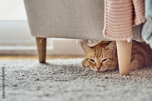 An orange cat lying under a sofa