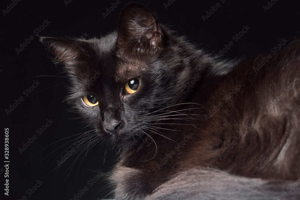 Pet, black cat with yellow eyes looking towards the camera, dark background