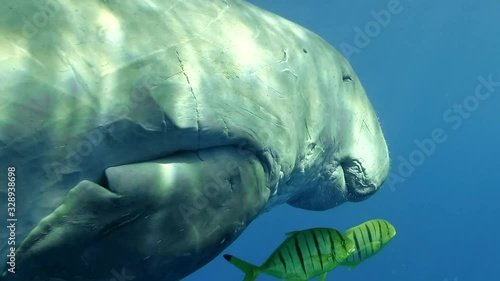 Sea Cow (Dugong dugon) accompanied by a school of fish Golden Trevally (Gnathanodon speciosus) slowly swims in the blue water. Underwater shot, Closeup, Camera moving forwards. Red sea photo