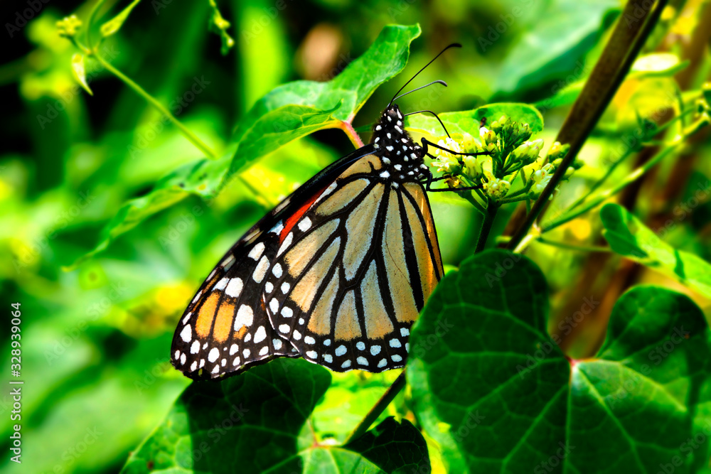 Monarch Butterfly Eating Nectar from Flowers and Plants Monarch Butterfly Eating Nectar from Flowers and Plants