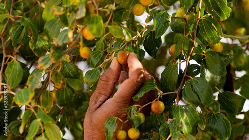 hand picking orange fruit from tree
