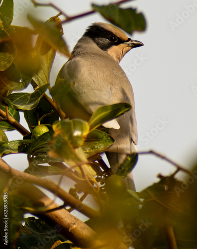 bird on a branch