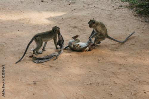 Angkor Wat monkeys playing wild
