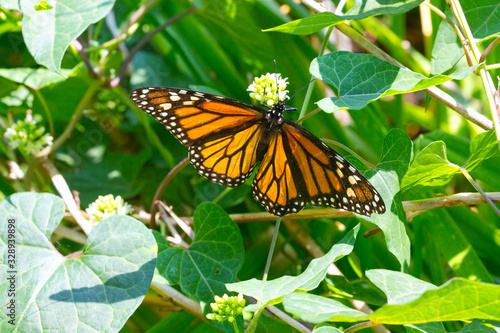 Monarch Butterfly Eating Nectar from Flowers and Plants