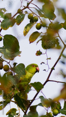 bird on branch