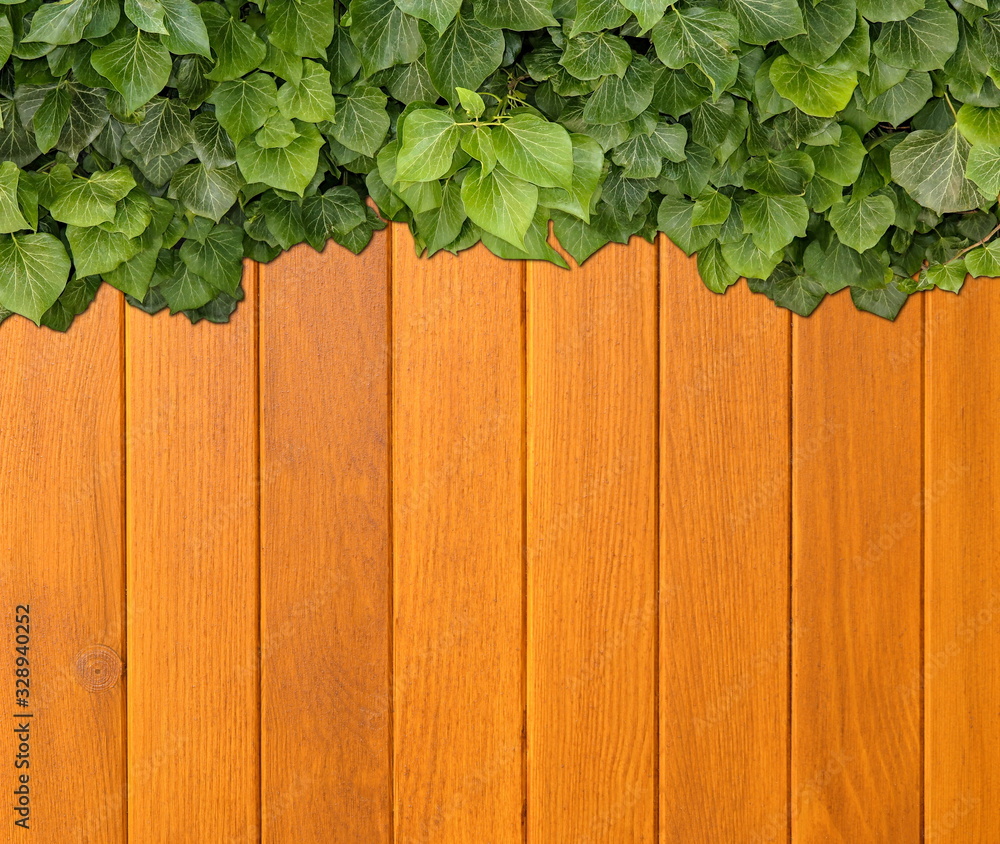 Wood planks covered by green leaves. Green ivy leaves climbing on wooden fence. Natural background texture. Wood planks covered by green leaves. Green ivy leaves climbing on wooden fence. Natural background texture.