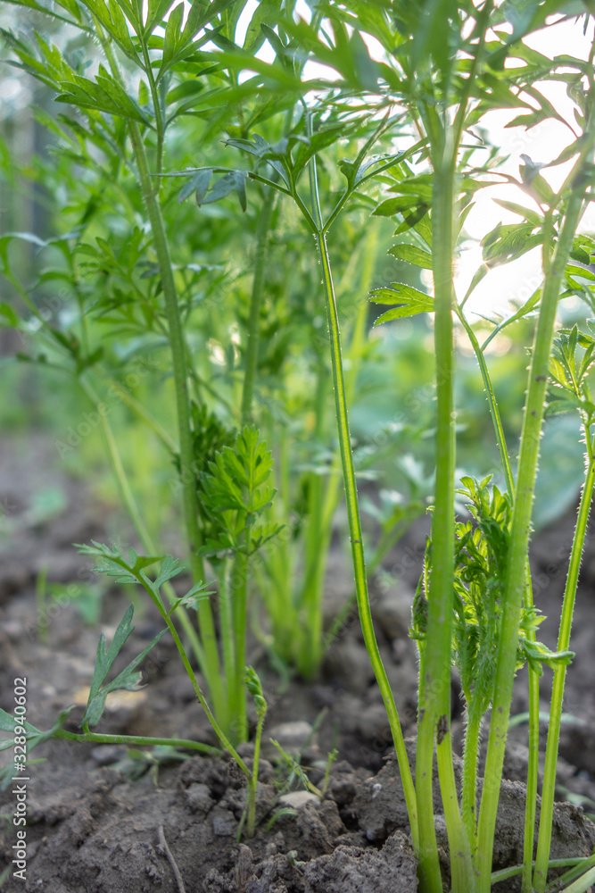 Obraz premium Carottes