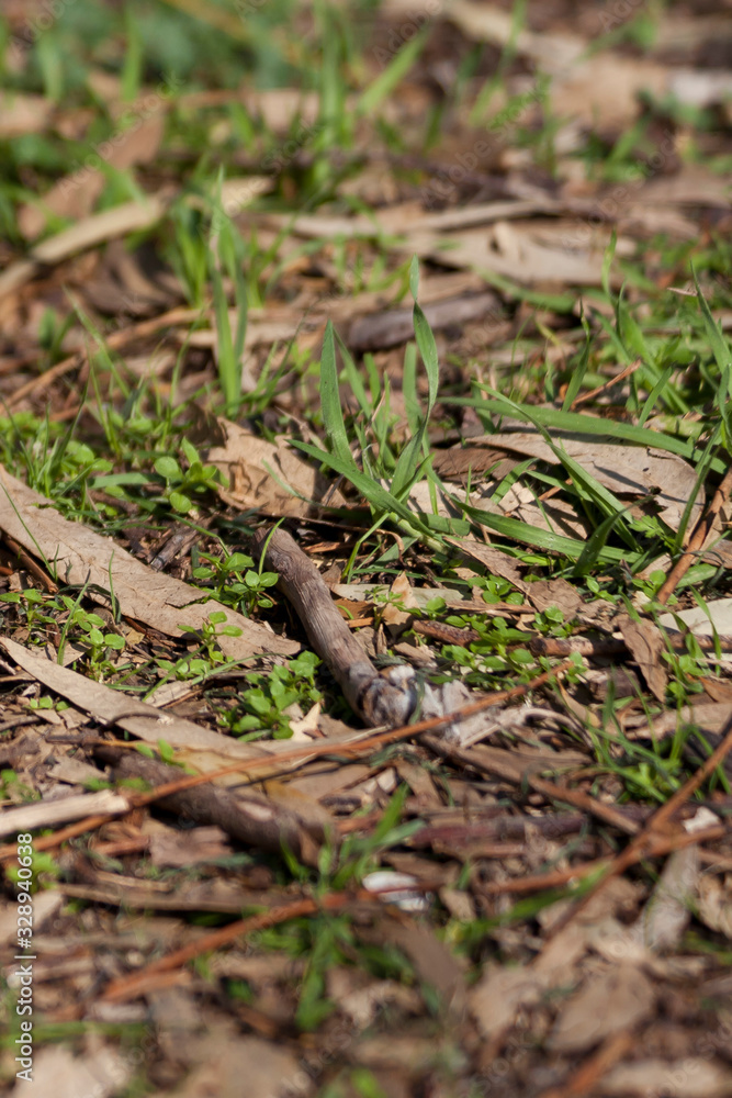 Forest floor with grass, leaves and sticks Forest floor with grass, leaves and sticks