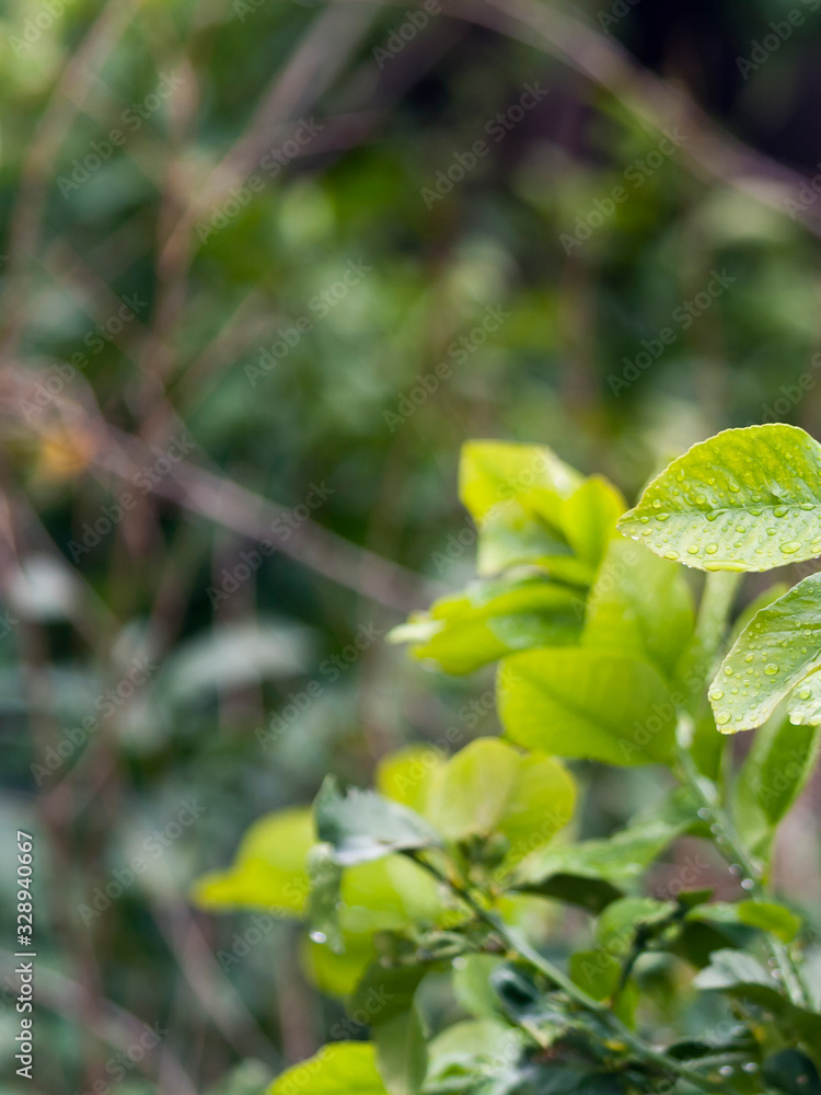Blurred green background with wet leaves Blurred green background with wet leaves