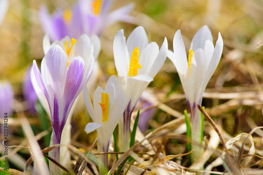 crocus flower on field at springtime crocus flower on field at springtime