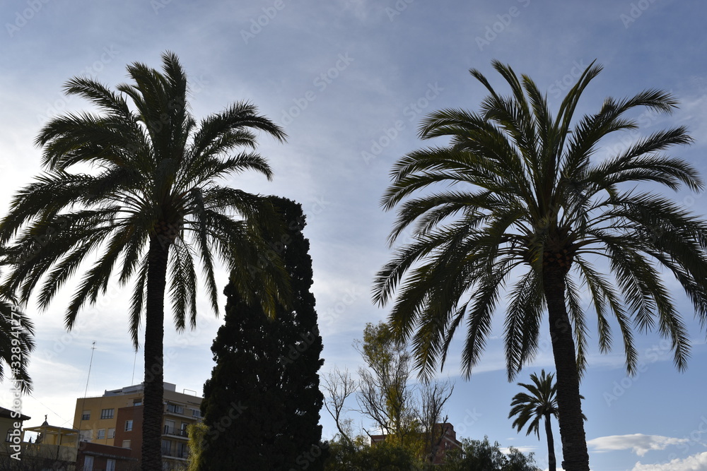 palm trees and blue sky