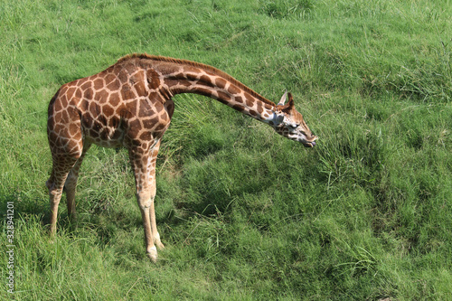 Giraffe grazing in long grass