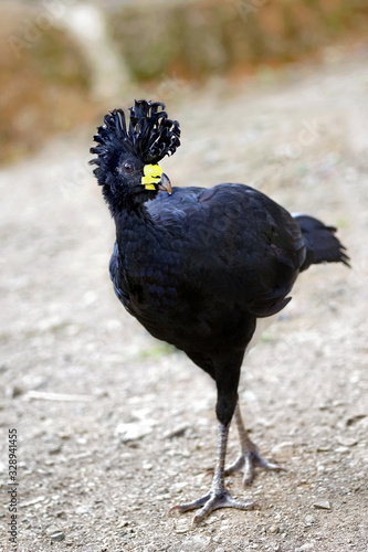 Great Curassow  Crax rubra 