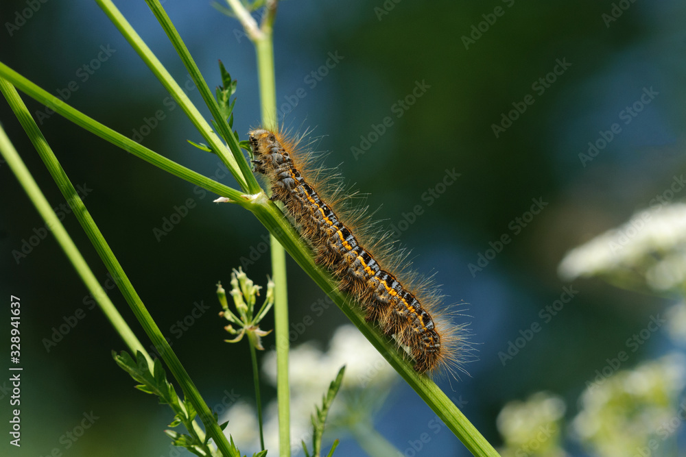 Fototapeta premium Caterpillar, bright, large, hairy, woolly,scramble pupa,eutrix, pathatorium, lasiocampidae, long, larva, large, huge, colorful 