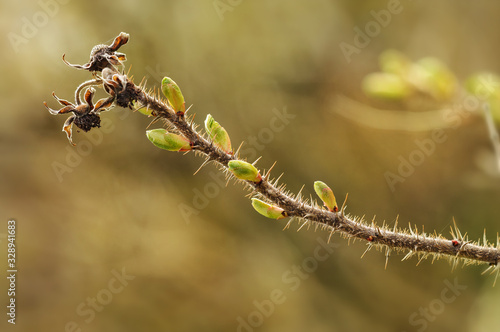 Rosehip branch with buds and last year's leaves  fruits. Macro spring  © Tinka Mach