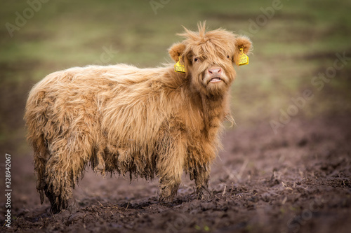 Portrait of a heifer cow from Scotland
