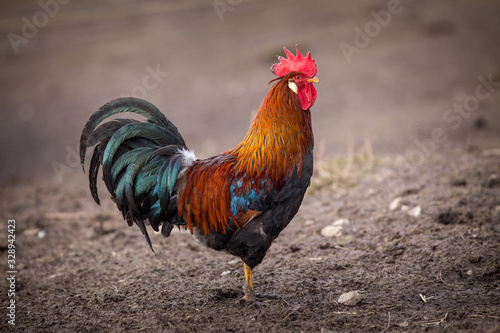 Fototapeta domestic rooster portrait in the mud in the garden