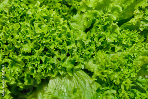 Background and texture of lettuce leaves.